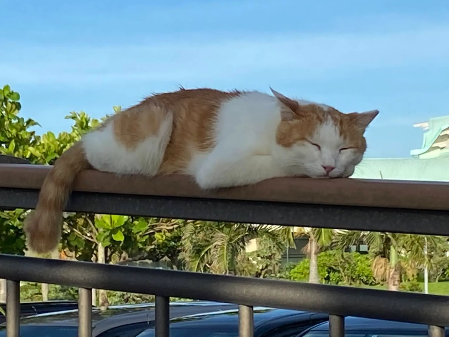 バランス感覚のよいねこ